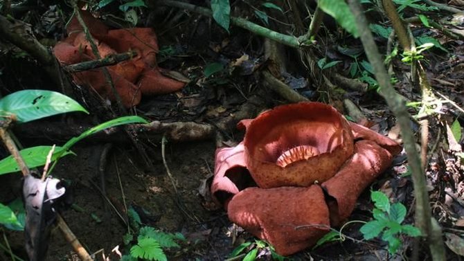 mengunjungi hutan sungai kerapu spot wisata baru yang eksotis di bukit lawang