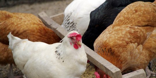 6 Cara Beternak Ayam Petelur yang Mudah dan Menguntungkan, Cocok untuk Pemula