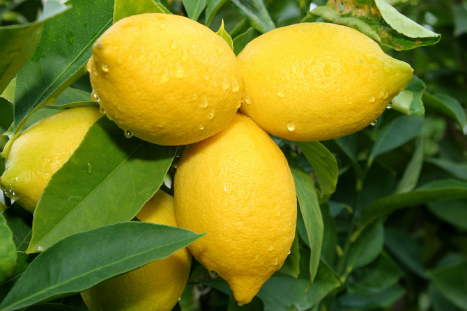 lemon