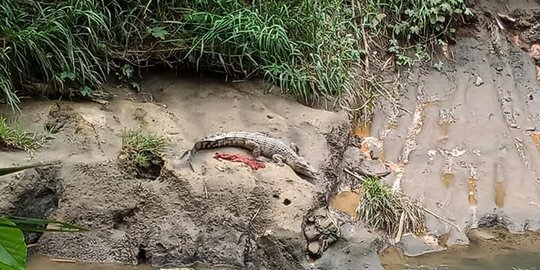 Buaya di Sungai Deli Akhirnya Tertangkap, Begini Kondisinya saat Dievakuasi