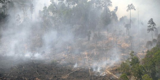 Dampak Kebakaran Hutan Selama Pandemi Covid-19 Bakal Memperparah Kesehatan