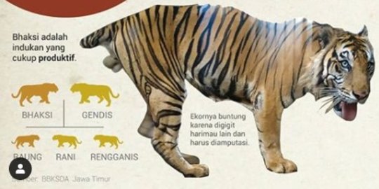 Mengenal Bhaksi, Harimau Kebun Binatang Lamongan yang Viral karena Tampak Kurus
