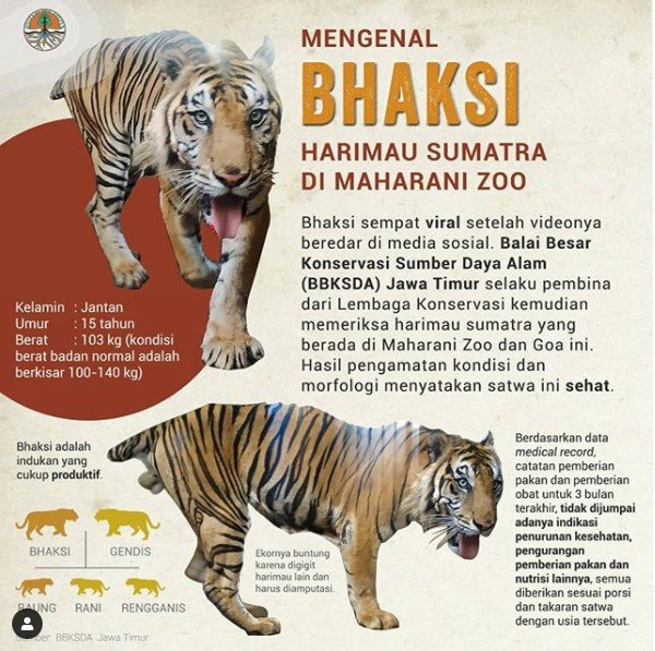 mengenal bhaksi harimau kebun binatang lamongan yang viral karena tampak kurus