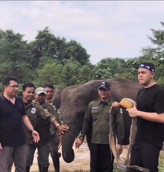 seleb yang jadi aktivis lingkungan hidup