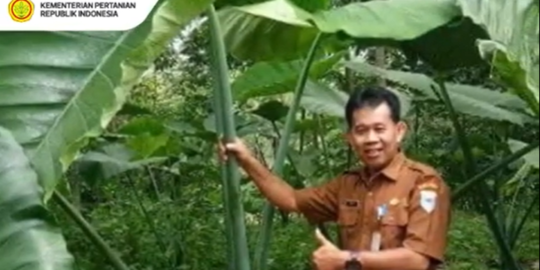 Intip Keunikan Talas Beneng, Si Umbi Raksasa Asal Pandeglang yang Mendunia