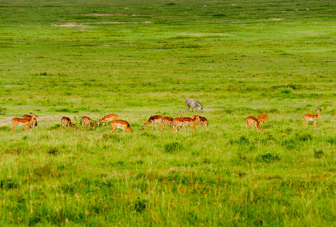 padang rumput savana