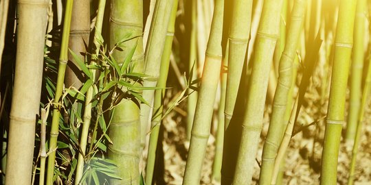 6 Jenis Bambu yang Cocok Dijadikan Dekorasi Rumah, Unik dan Kreatif
