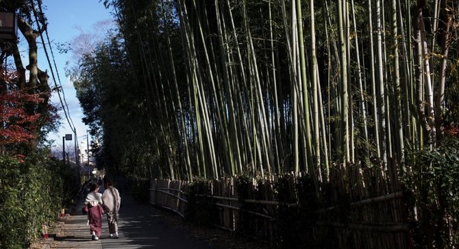 jenis bambu hias