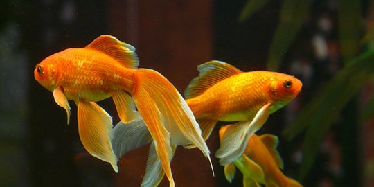 78 Aquarium Bulat Ikan Mas Koki Gratis Terbaik