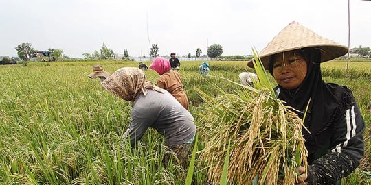 Cegah Krisis Pangan, Kementan Dapat DAK Rp 1,64 Triliun di 2021