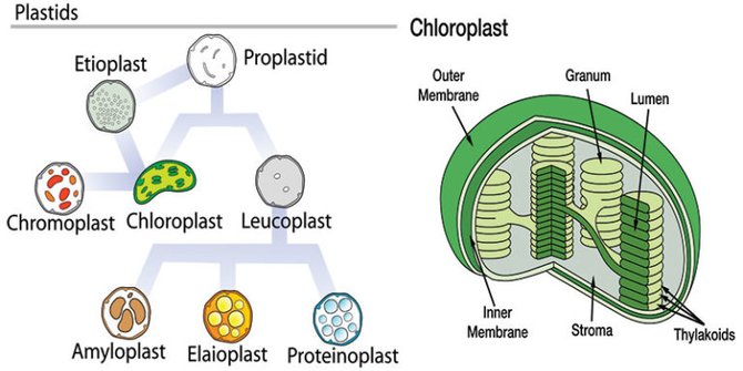 Fungsi plastida dalam fotosintesis, mengetahui struktur dan jenisnya
