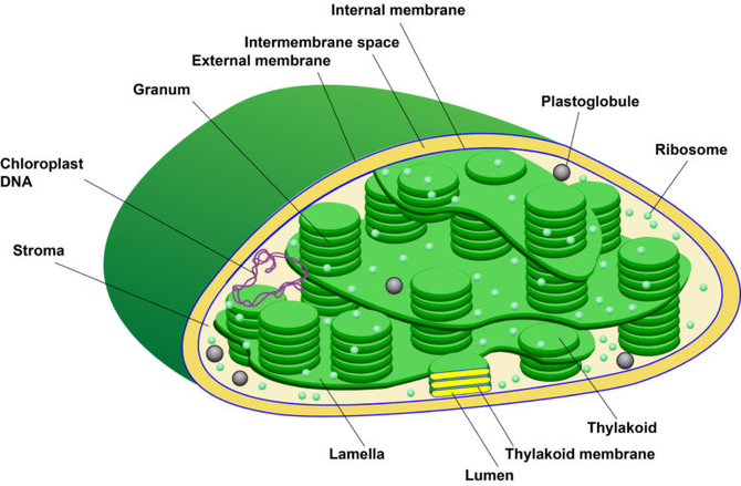 Stroma organel terdapat dan yang tilakoid tumbuhan Sel Tumbuhan