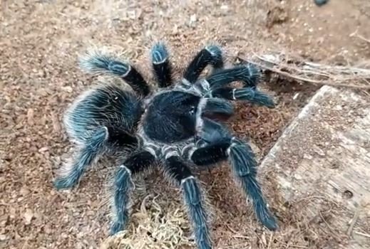 bisnis tarantula