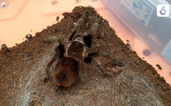 bisnis tarantula