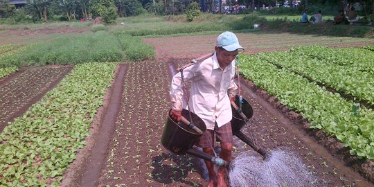 Antisipasi Kekurangan Pangan Kementan Dapat Tambahan Anggaran Rp 1 72 T Di 2020 Merdeka Com