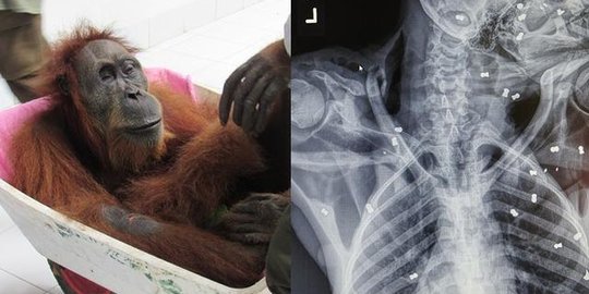 Kisah Pilu Orang Utan 'Hope' Diberondong Senapan Angin, Kritis Ditembus 74 Peluru