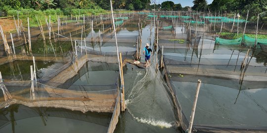 Terdampak Covid-19, Petani Ikan Hias Hanya bisa Pasrah