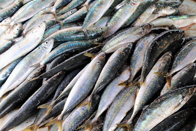 10 manfaat ikan makarel bagi kesehatan tingkatkan imun hingga cegah penyakit jantung