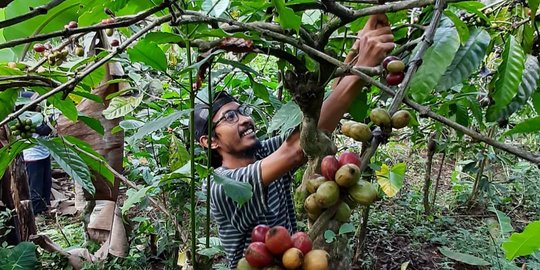 Semakin Diminati Pasar Dunia, Begini Fakta Menarik Kopi Gucialit Lumajang