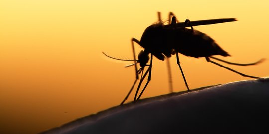 Gejala Malaria yang Perlu Diperhatikan, Kenali Cara Pencegahannya