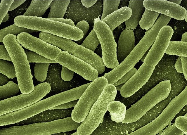 escherichia coli