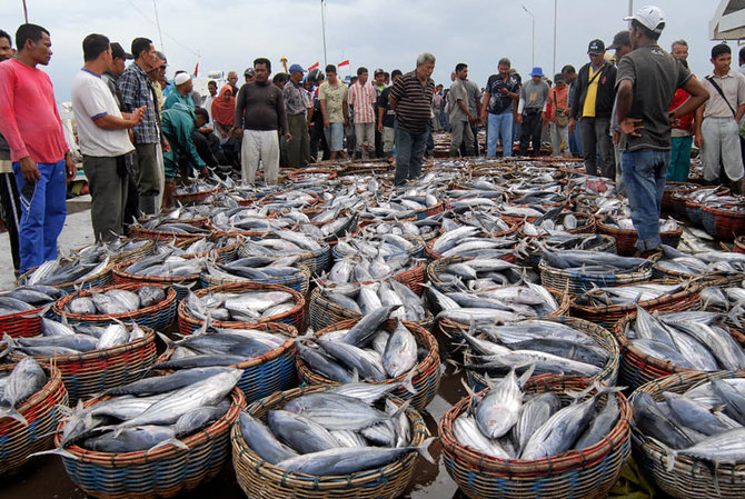 tempat pelelangan ikan tpi puger jember