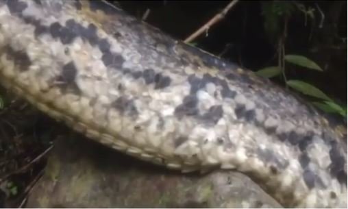 ular raksasa diduga makan manusia