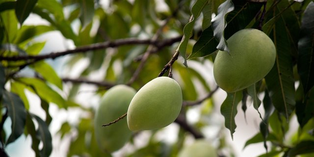 Cara Mencangkok Pohon Mangga Lengkap Dengan Perawatannya Merdeka Com