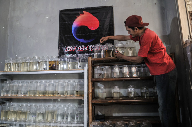 bisnis ikan cupang hias di kala pandemi