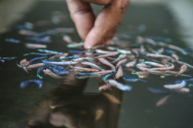 bisnis ikan cupang hias di kala pandemi