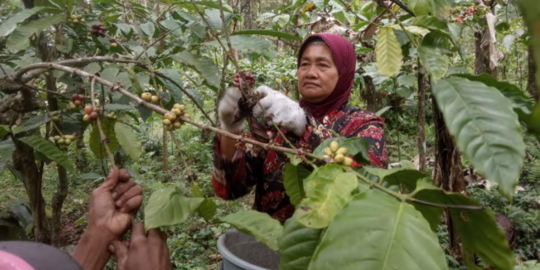 Strategi Petani Kopi Banyuwangi, di Tengah Lesunya Serapan Pasar