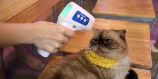 Penelitian Baru Sebut Hewan Peliharaan Bisa Tertular Virus Corona 