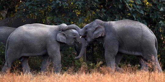 Kawanan Gajah Rusak Empat Hektare Kebun Warga di Aceh Barat
