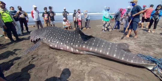 Bangkai Hiu Paus Terdampar di Pantai Congot