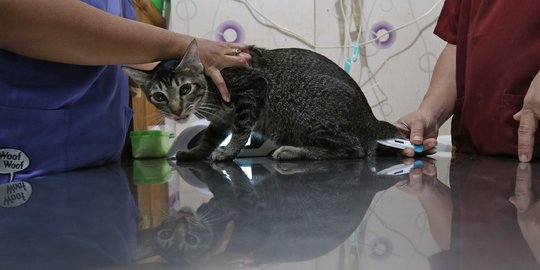 Vaksin Gratis Menyambut Hari Rabies