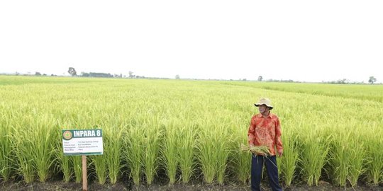 petani