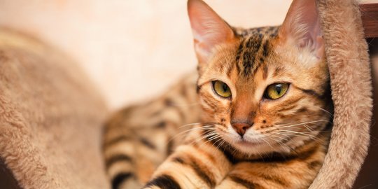 Cara Membersihkan Telinga Kucing yang Aman, Efektif dan Mudah 