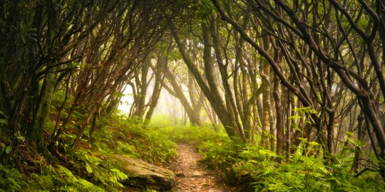 11 Manfaat Hutan dan Fungsinya yang Esensial Bagi Kehidupan Bumi yang Berkelanjutan