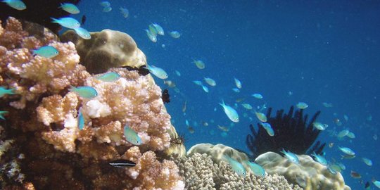 Pengelolaan Potensi Laut Ri Tak Maksimal Tanpa Sumber Daya Manusia Mumpuni Merdeka Com