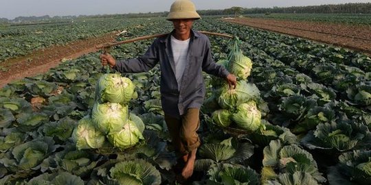 Hasil Panen Melimpah tapi Harga Anjlok, Petani Lereng Bromo Lakukan Hal Ini
