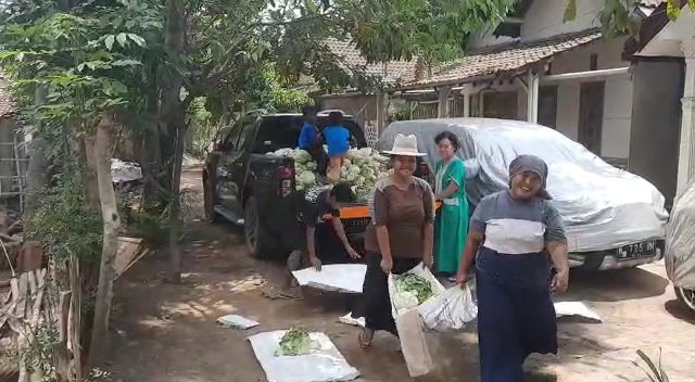 hasil panen melimpah tapi harga anjlok petani lereng bromo lakukan hal ini