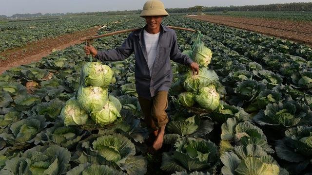 ilustrasi petani kubis