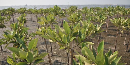 Hutan Bakau Segara Anakan di Cilacap Rusak Parah, Ini Penjelasan Guru Besar UGM