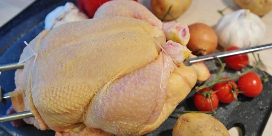 ayam rev1