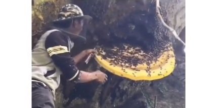 pria ini usir lebah dari sarangnya tanpa pakai pelindung diri