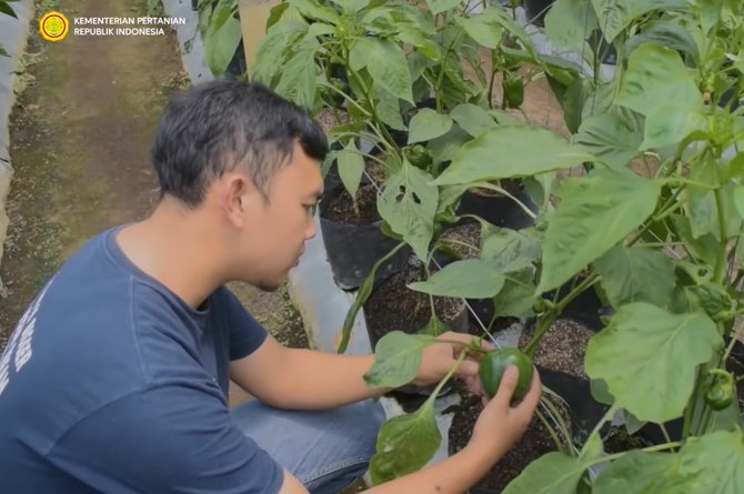 kisah petani muda paprika raup ratusan juta