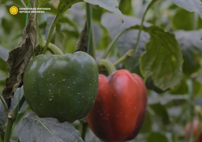 kisah petani muda paprika raup ratusan juta