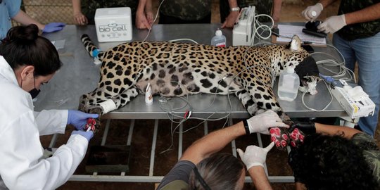 Melihat Perawatan Jaguar Korban Kebakaran Hutan di Brasil