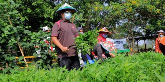 Intip Keseruan Wali Kota Tangerang Panen Sayur, Ajak Berkebun Sejak Sebelum Pandemi