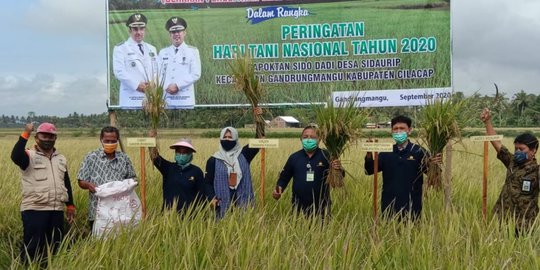 Langganan Kena Rob, Saat Ini Petani Cilacap Berhasil Panen Padi Program Kementan